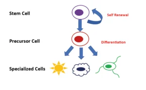 Stem Cell Illustration: Cell Renewal - Differentiation - Specialized Cells