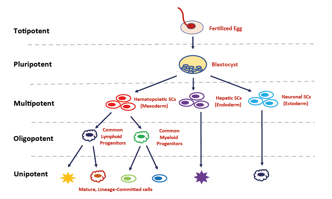 Stem cells can be classified into one of five categories
