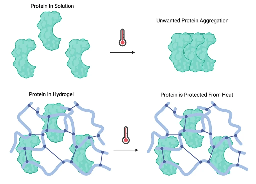 Protein in Hydrogel illustrations