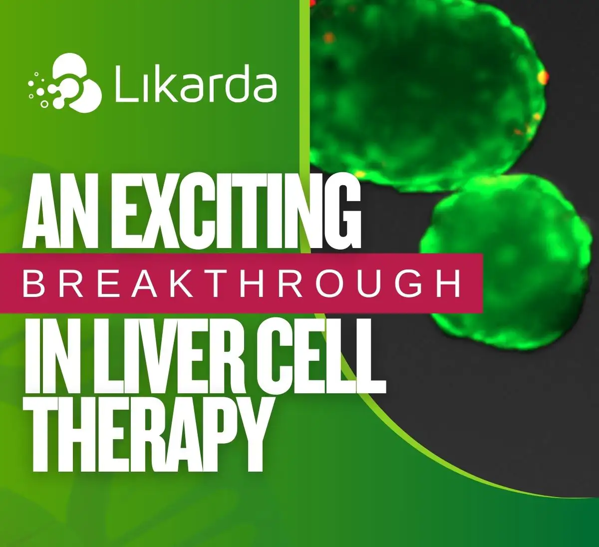 Likarda promo: "Exciting Breakthrough in Liver Cell Therapy." Read about their tissue engineering study. Glowing green liver cells shown.