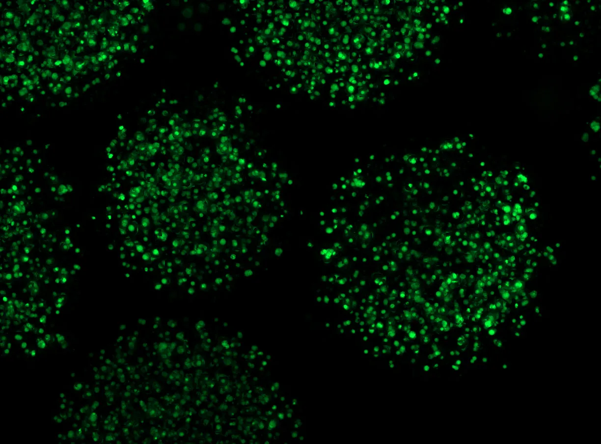 VitaCell microscopy