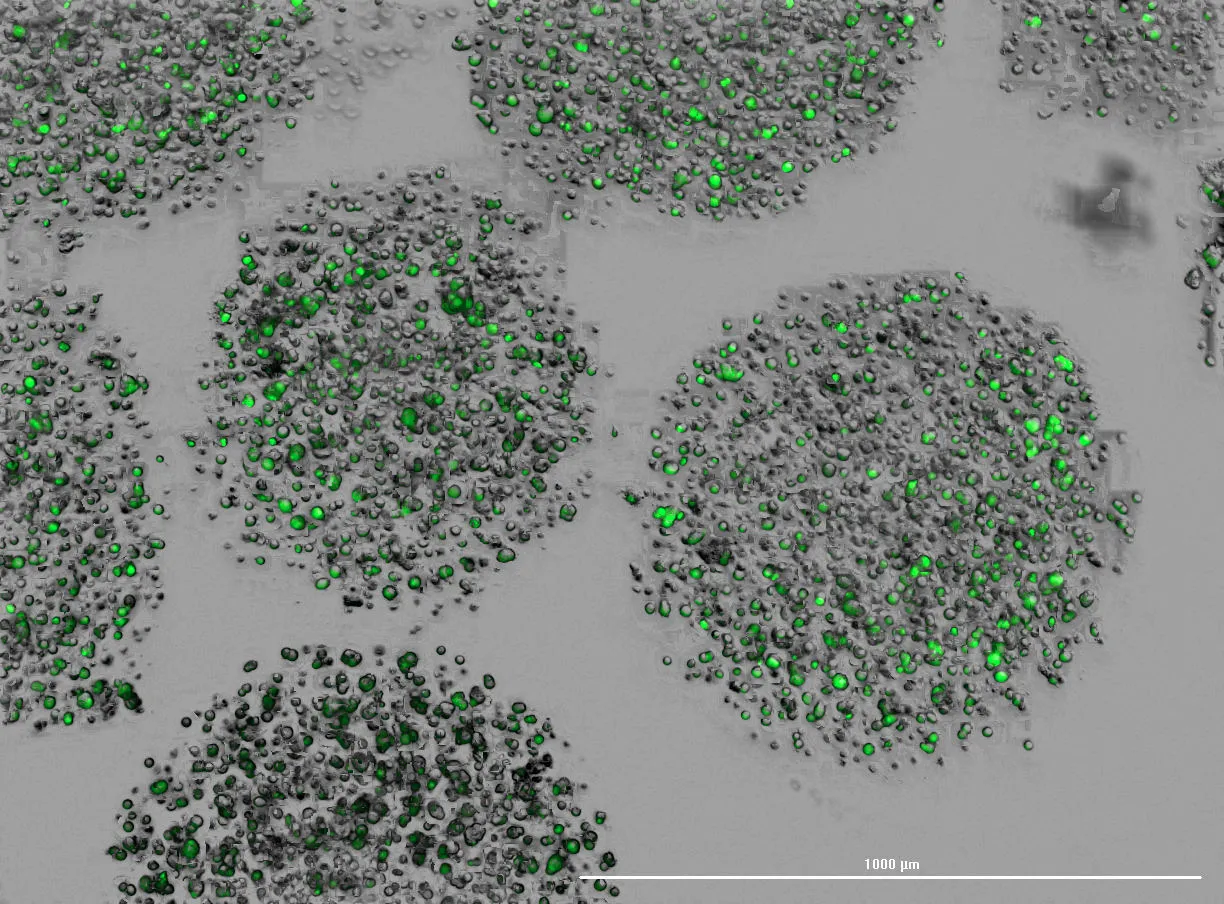 Microscopy of cells used with EnduraCell™