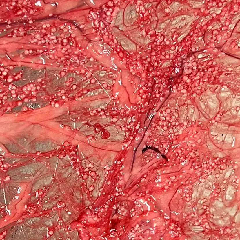 EnduraCells™ (the white circles) contained healthy insulin-producing human cells.