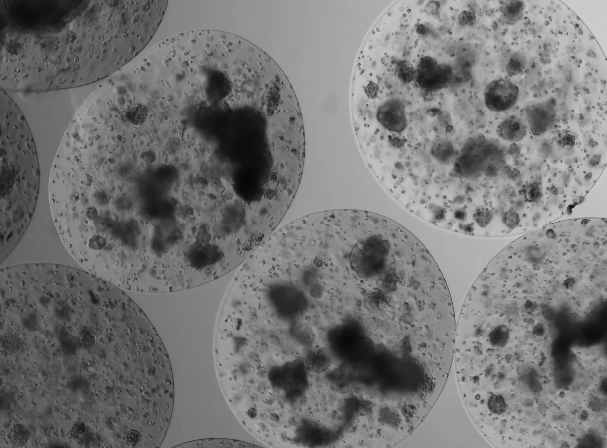 Microscopy of cells preserved with LiberaCell™