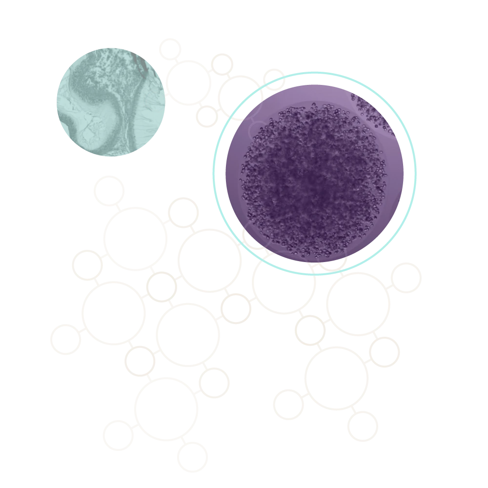 Microscopy of Likarda's Core Shell Spherification® (CSS®) technology in action.