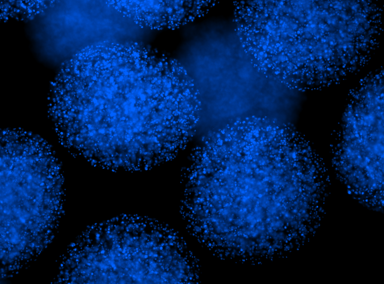Cells suspended under microscope