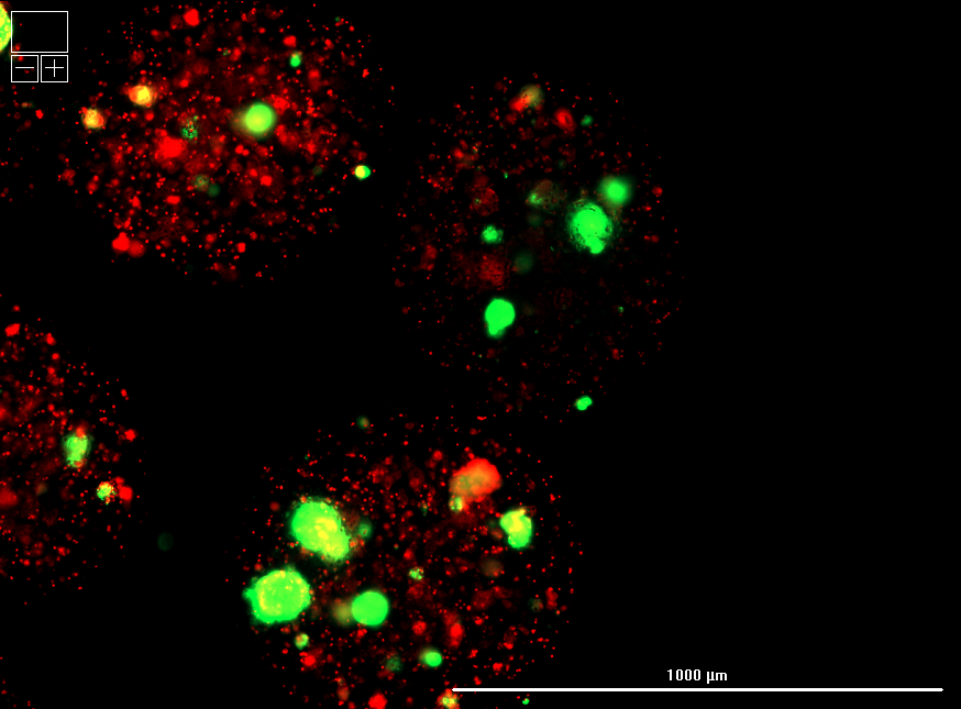 Microscopy image of intact islets (green) in microspheres within polymer formulation 1.